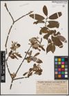 Foto von Salix cinerea L.